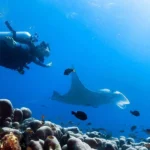 Exploring the Top Dive Resorts for Beginners and Experts Alike